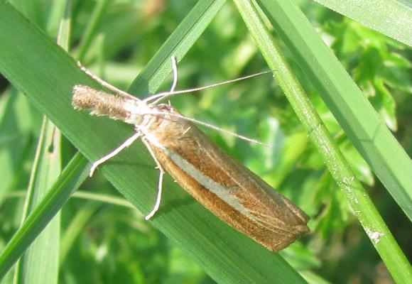 Agriphila selasella?